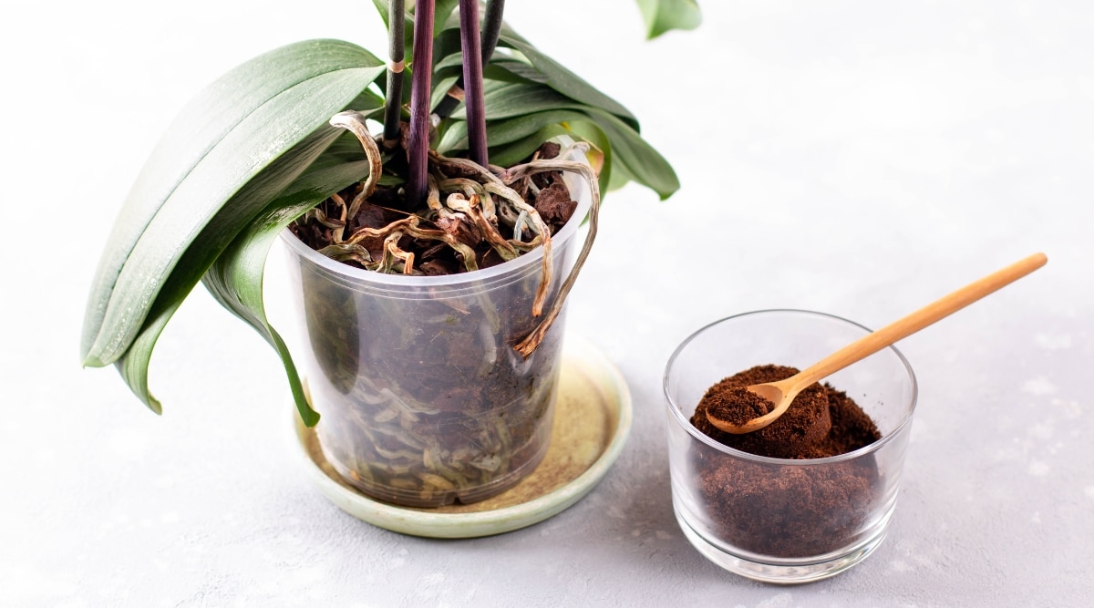 How to Fertilize Orchids Soil With Coffee Grounds