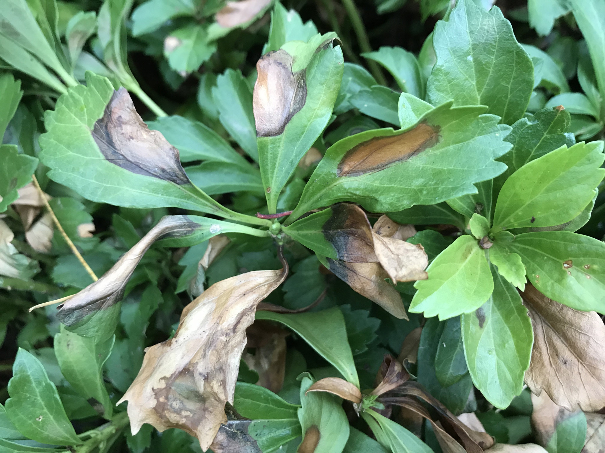 How to Fertilize Pachysandra