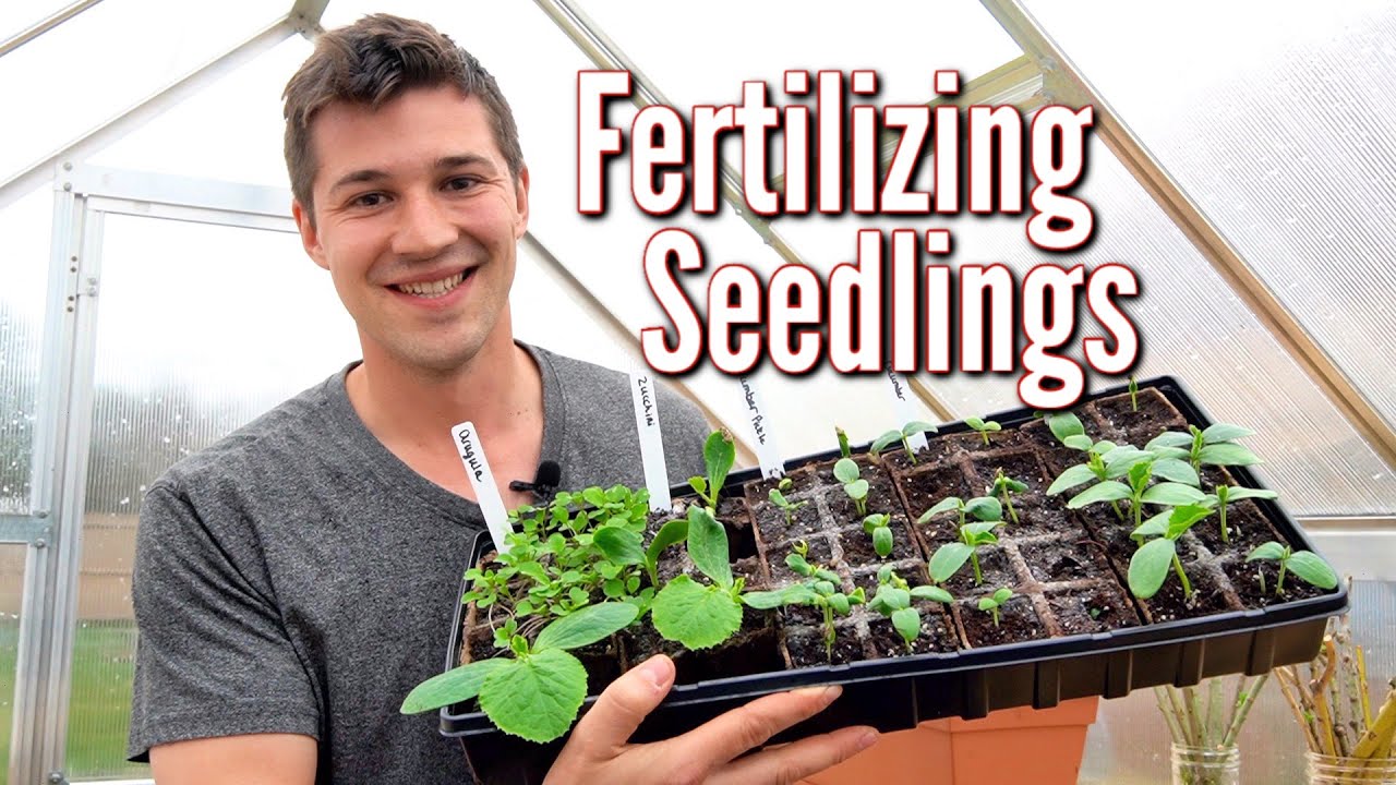 How to Fertilize Seedlings