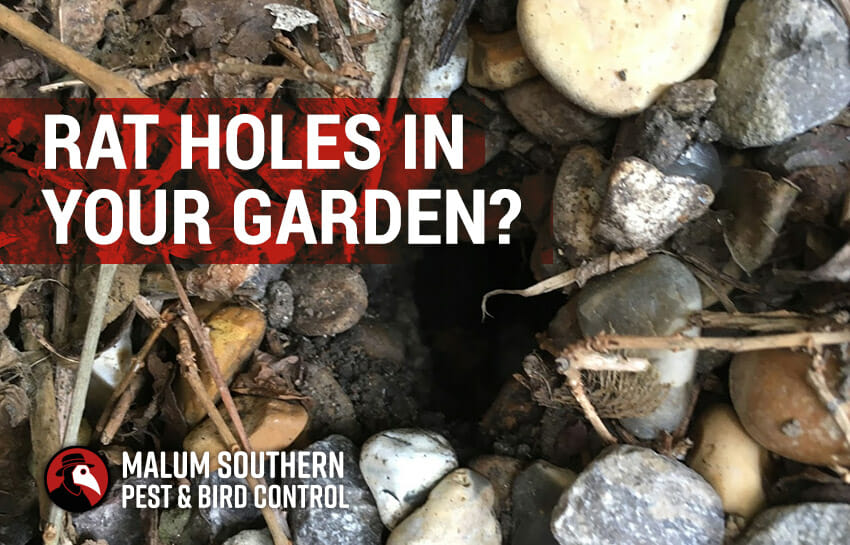 How to Fill Rat Holes in Garden | Step by Step Guide (2024)