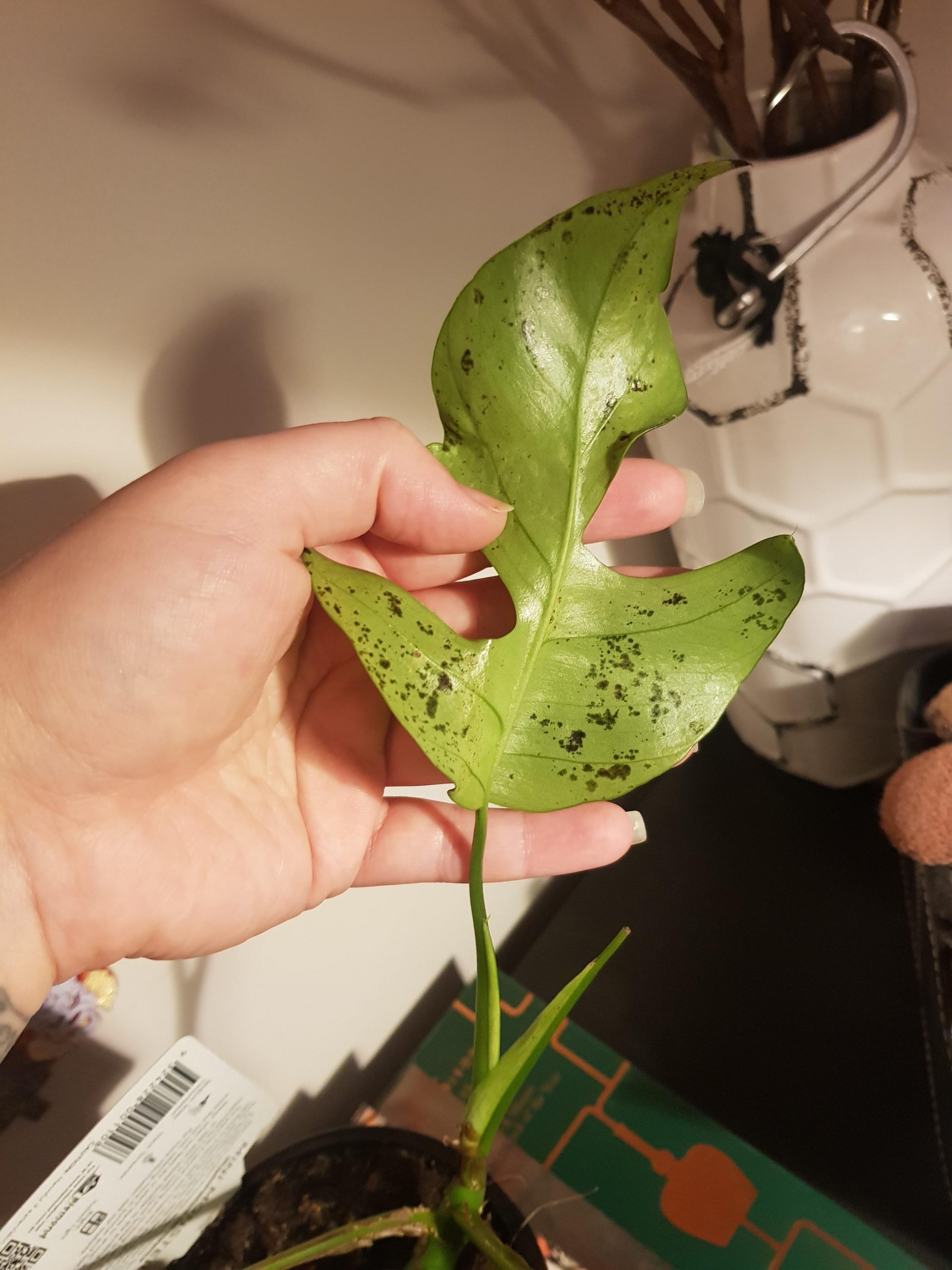 How to Fix Black Spots on Monstera