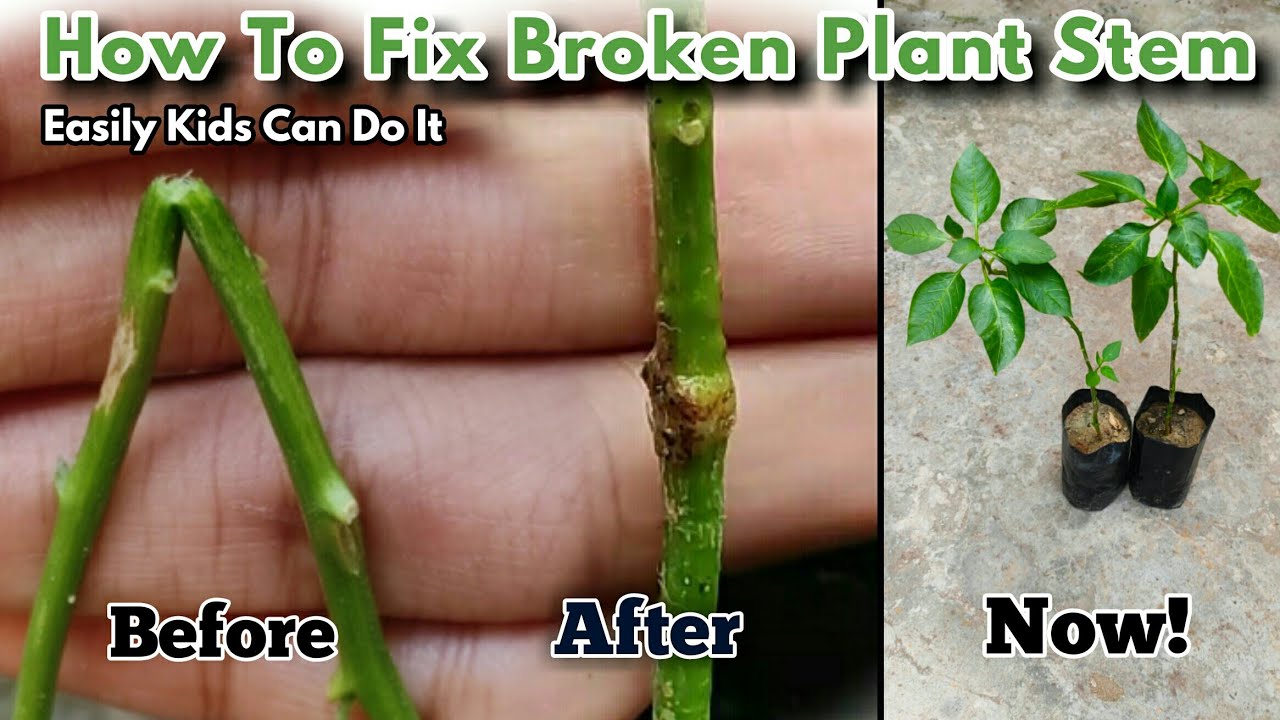 How to Fix Broken Plant Stem