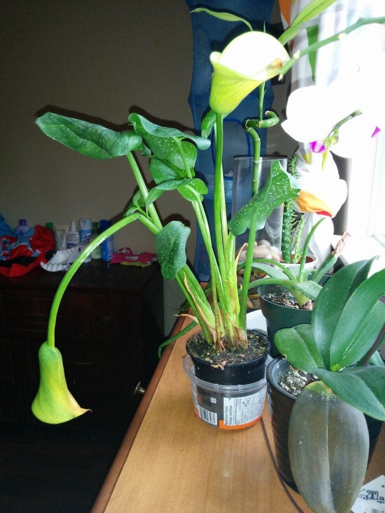 How to Fix Drooping Calla Lily