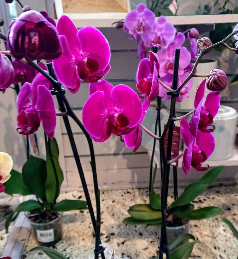 How to Fix Droopy Orchid Flowers