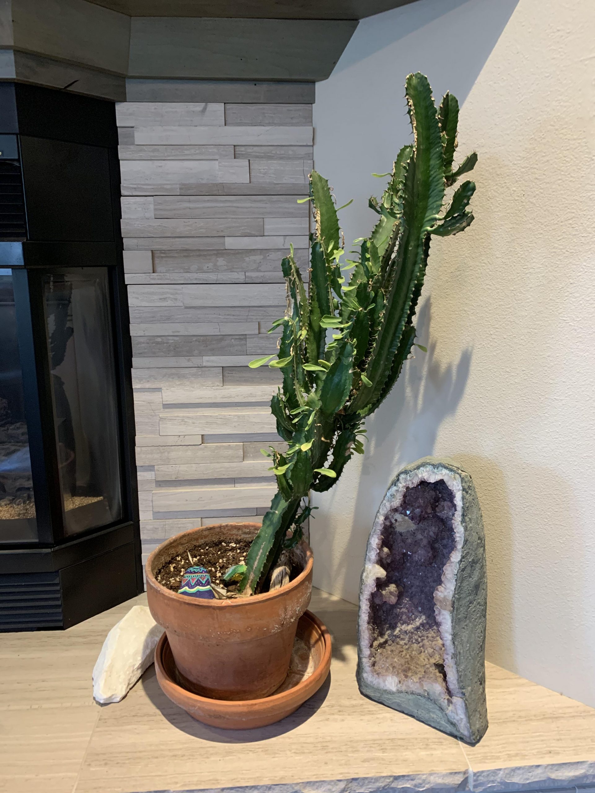 How to Fix Leaning Cactus