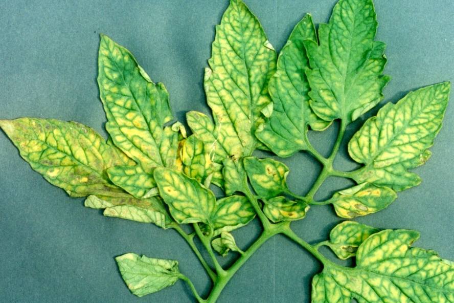 How to Fix Magnesium Deficiency in Tomato Plants