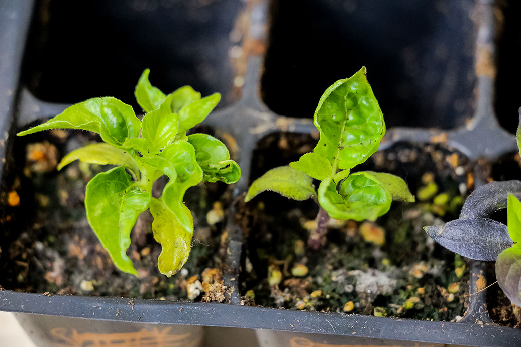 How to Fix Overwatered Pepper Plants