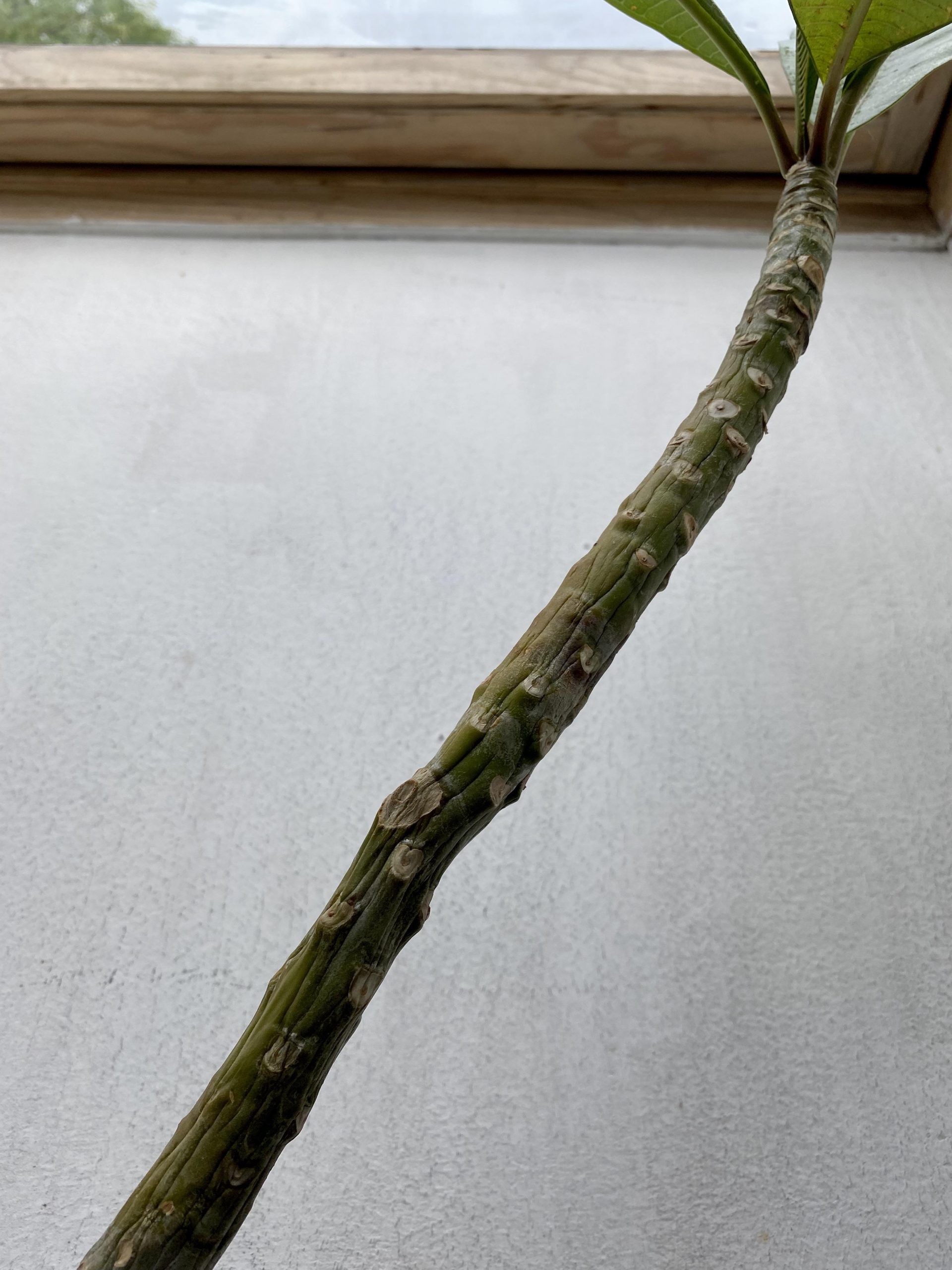 How to Fix Plumeria Stem Rot