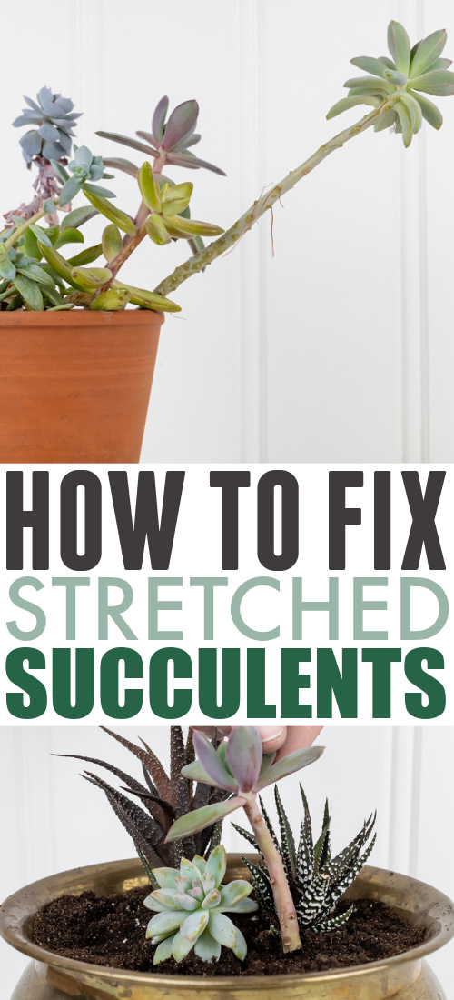 How to Fix Stretched Succulents