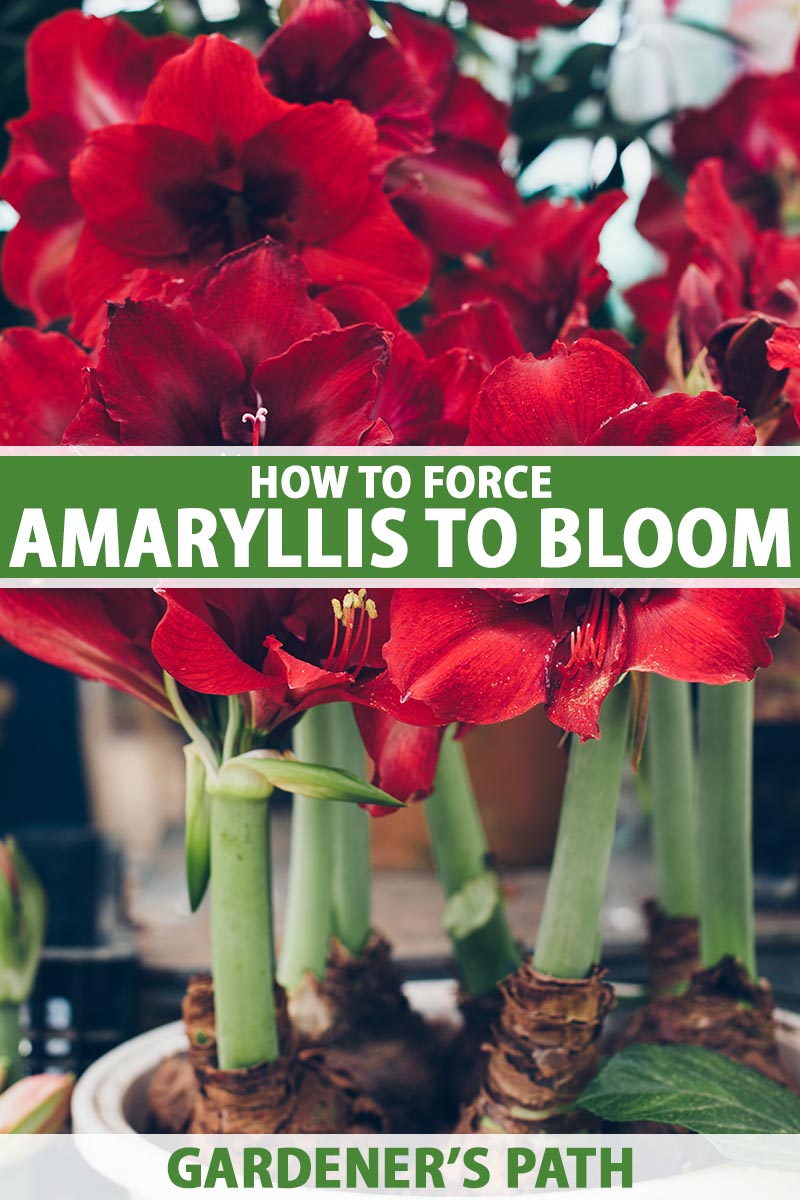 How to Force Amaryllis Bulbs to Bloom