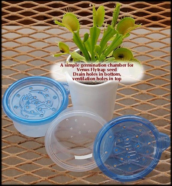 How to Germinate Venus Fly Trap Seeds