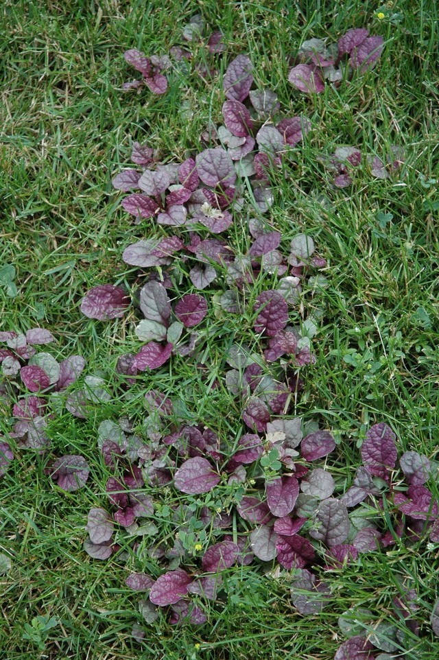 How to Get Rid of Ajuga in Lawn