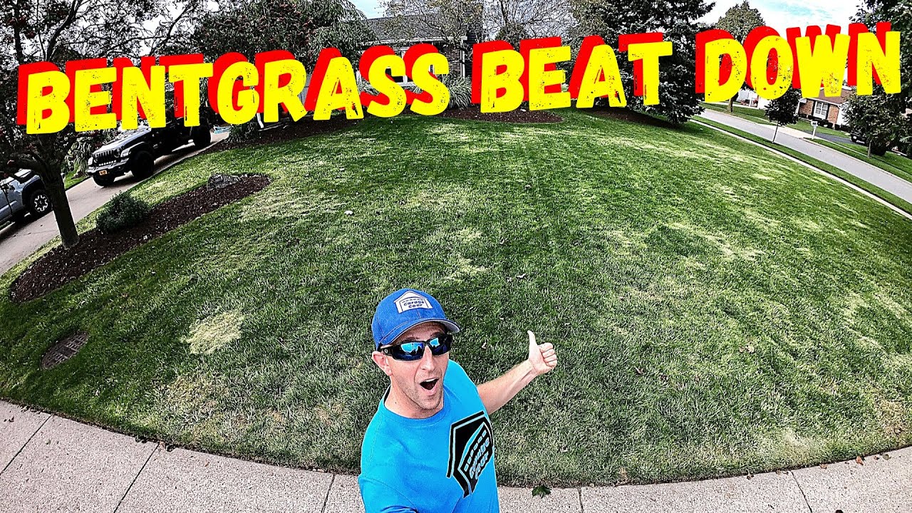 How to Get Rid of Bentgrass in My Lawn