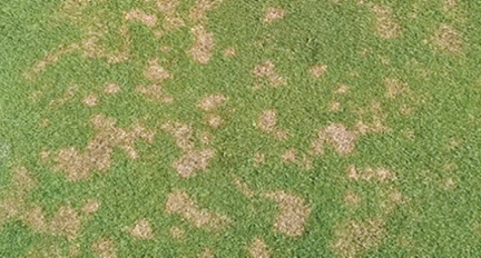 How to Get Rid of Dollar Spot Lawn Disease