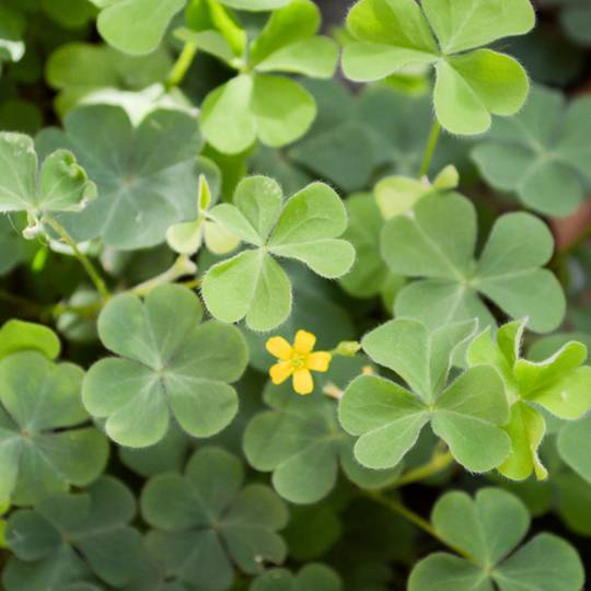 How to Get Rid of Oxalis in the Lawn