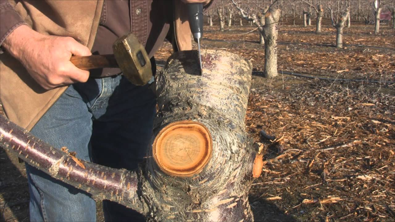 How to Graft a Cherry Tree