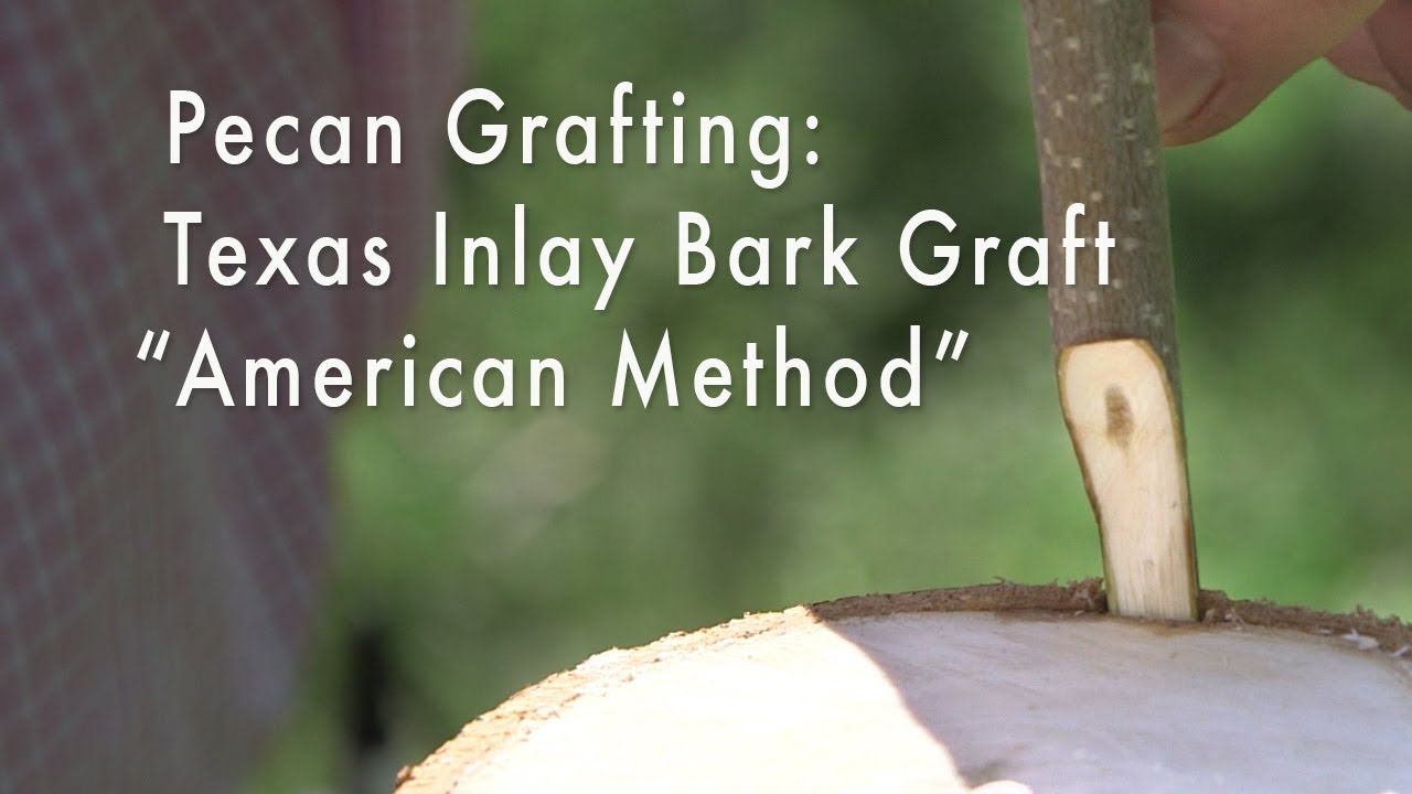 How to Graft a Pecan Tree