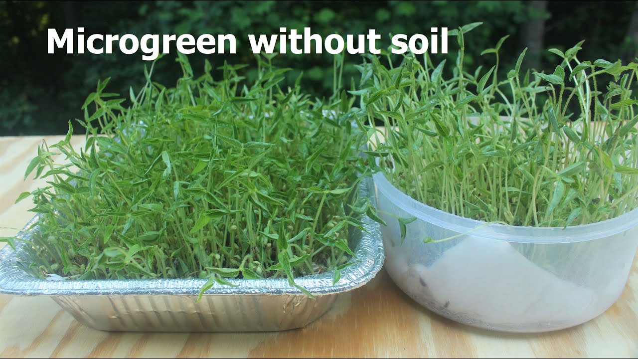 How to Grow Microgreens Without Soil