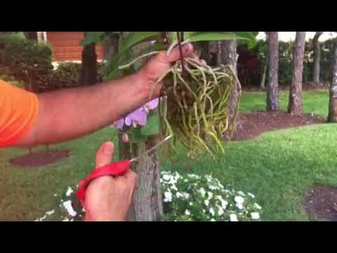 How to Hang Orchids from Trees