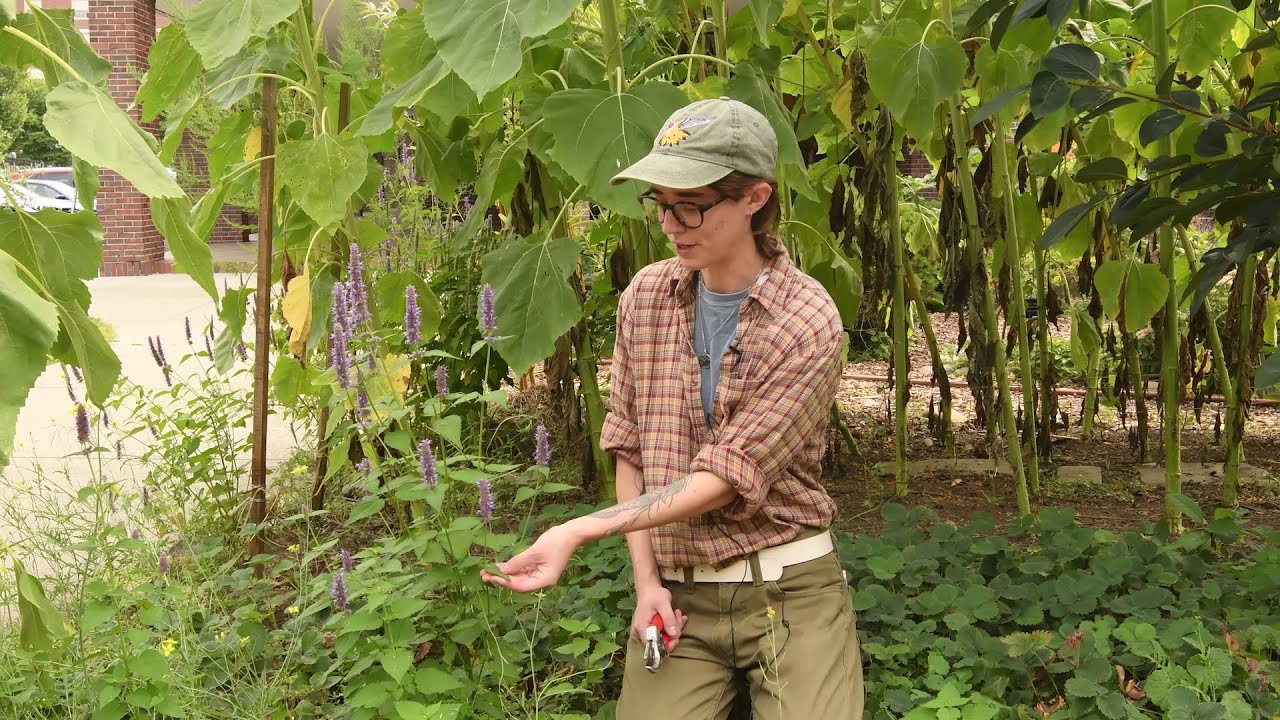 How to Harvest Anise Hyssop