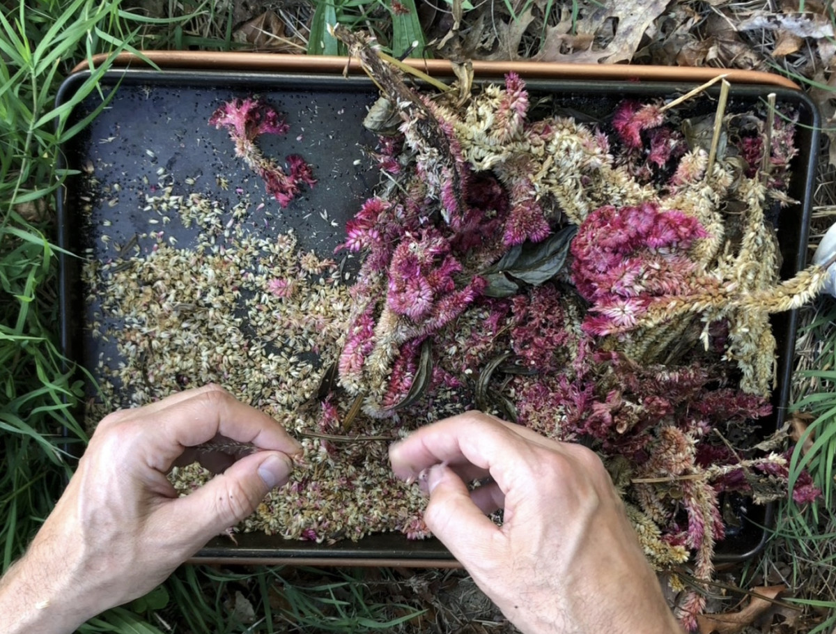 How to Harvest Celosia Seeds