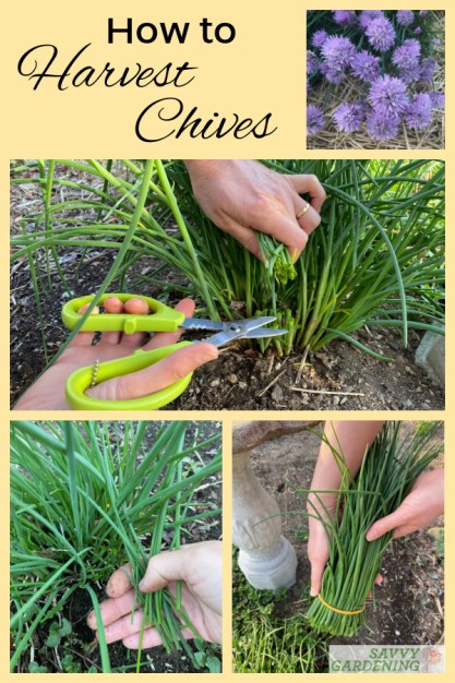 How to Harvest Chives Without Killing the Plant