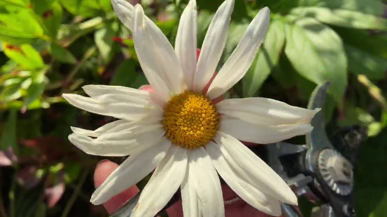 How to Harvest Daisy Seeds