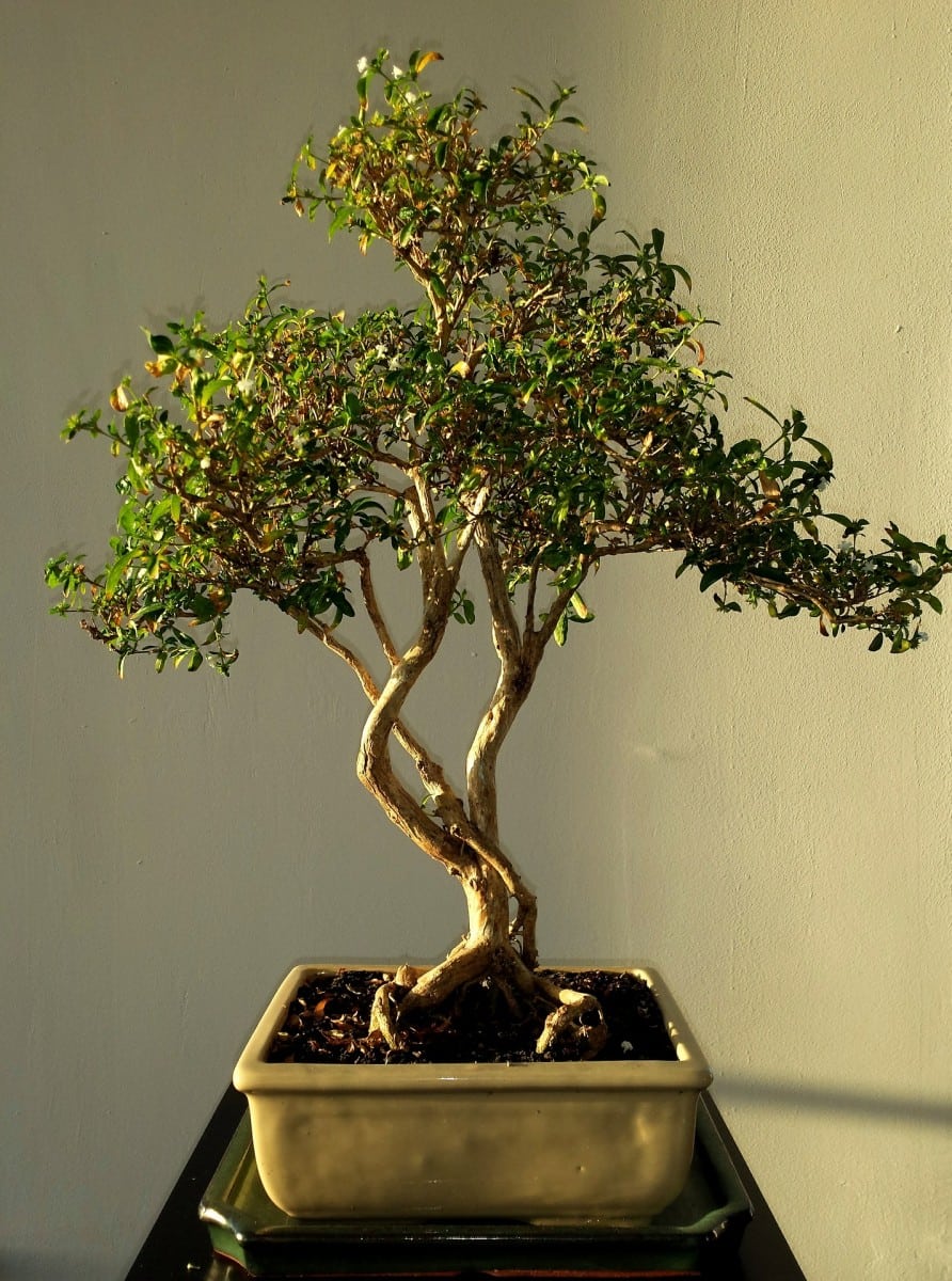 How to Identify a Bonsai Tree