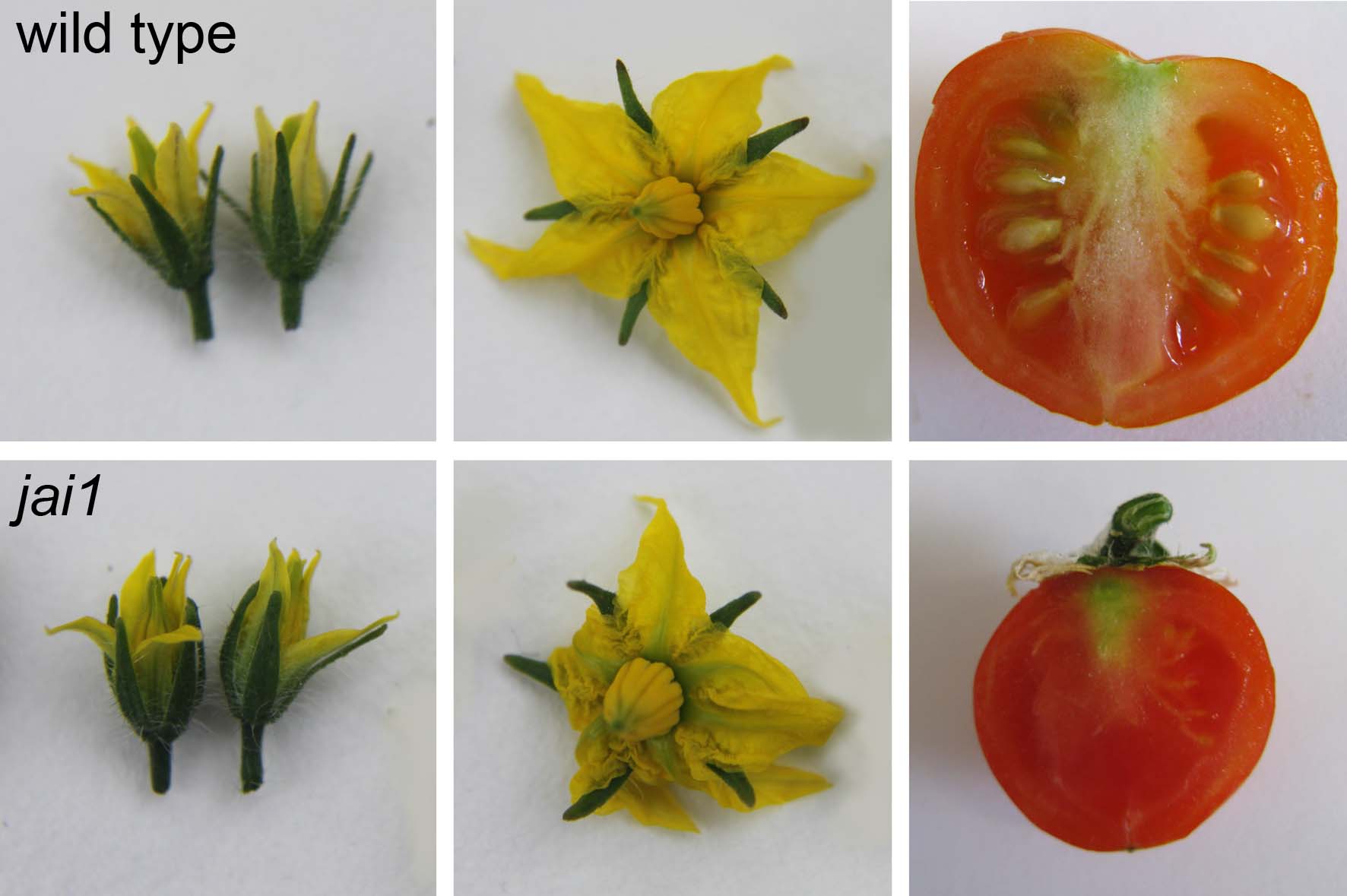 How to Identify Male And Female Tomato Flowers