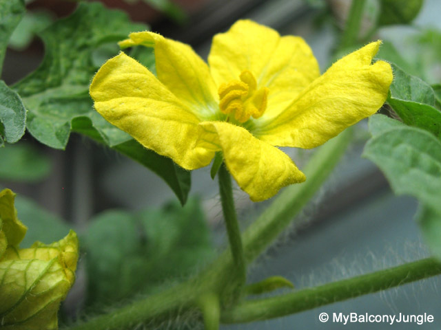 How to Identify Male And Female Watermelon Flowers