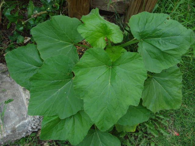 How to Identify Pumpkin Plant