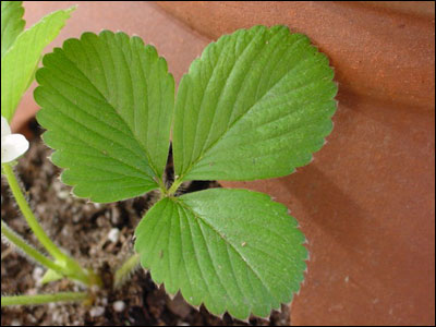 How to Identify Strawberry Plants