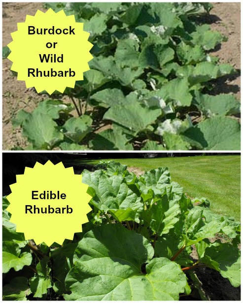 How to Identify Wild Rhubarb