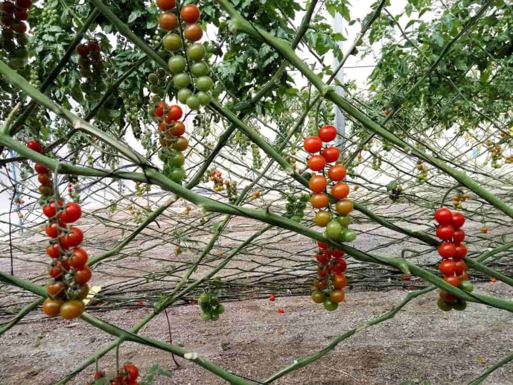 How to Increase Tomato Fruit Size