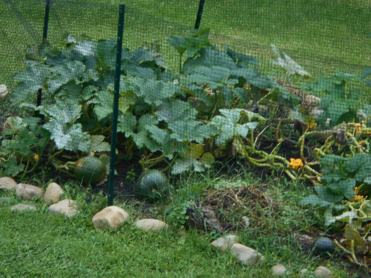 How to Keep Animals from Eating Pumpkin Plants