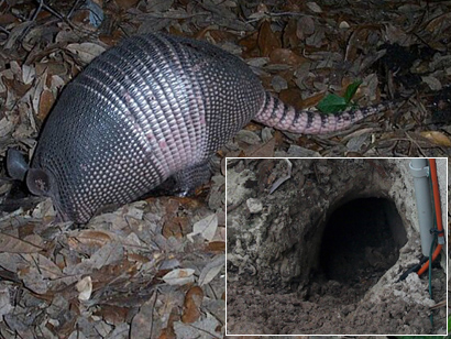 How to Keep Armadillos Out of Your Flower Beds