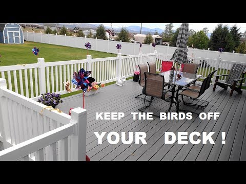 How to Keep Birds off Your Fence