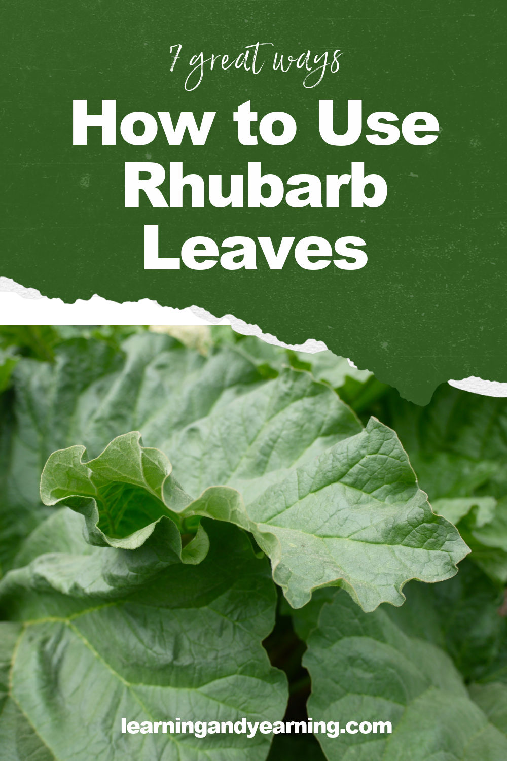 How to Keep Bugs from Eating Rhubarb Leaves