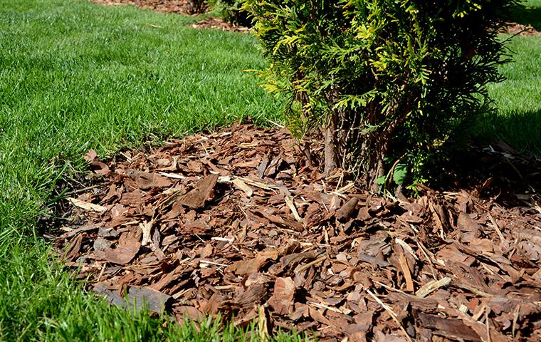 How to Keep Bugs Out of Mulch