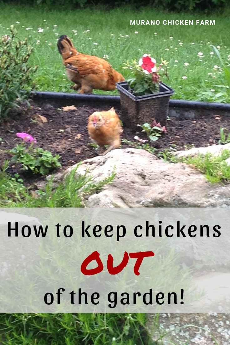 How to Keep Chickens from Jumping Garden Fence
