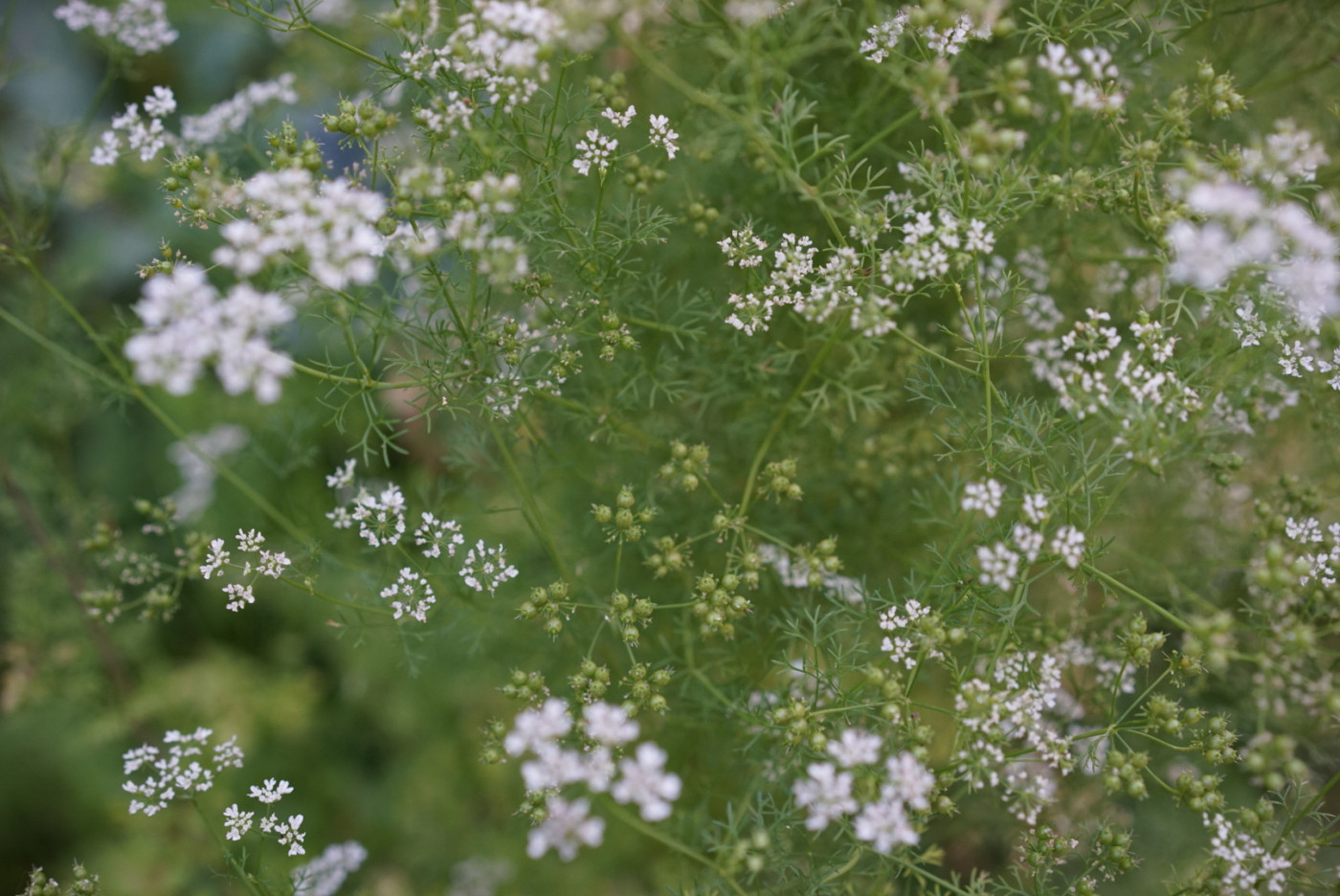 How to Keep Cilantro from Flowering