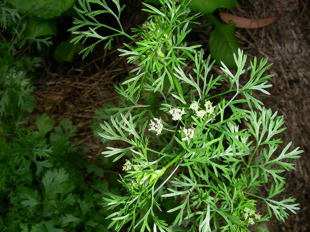 How to Keep Cilantro from Going to Seed