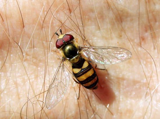 How to Keep Corn Flies Away