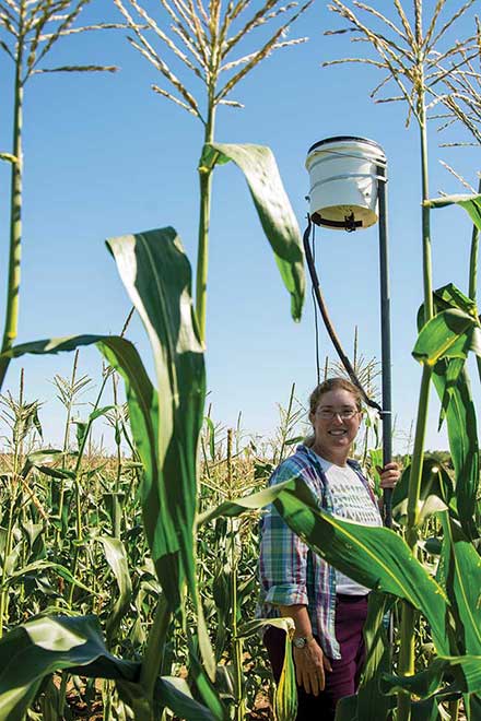 How to Keep Crows Out of Corn