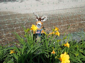 How to Keep Deer from Eating Daylilies