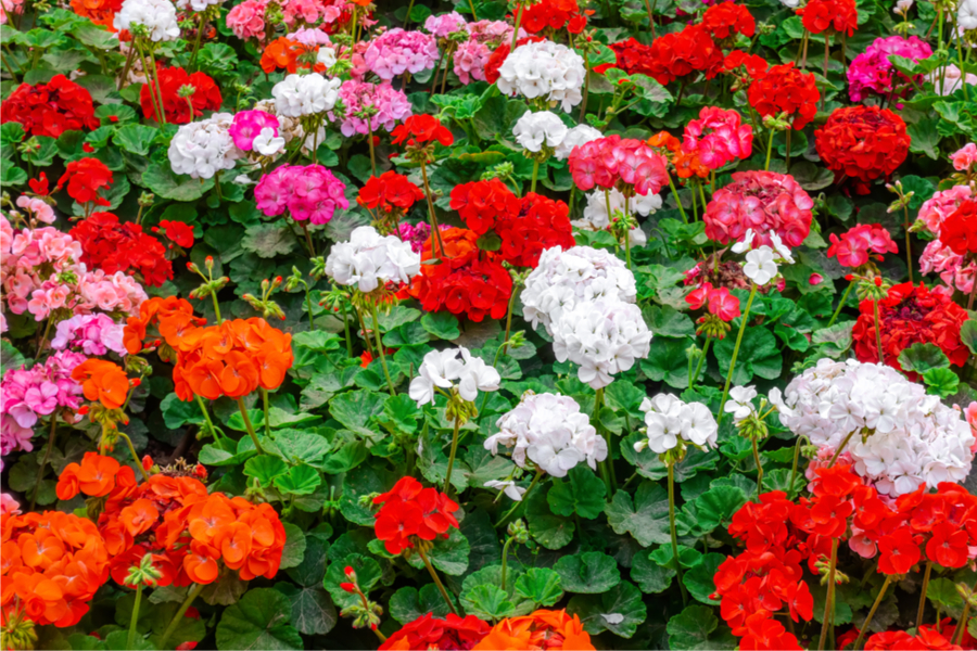 How to Keep Geraniums Blooming All Summer