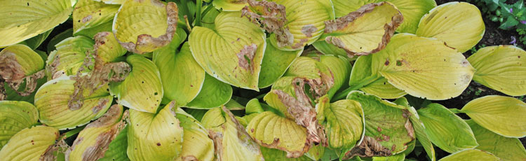 How to Keep Hostas from Turning Brown