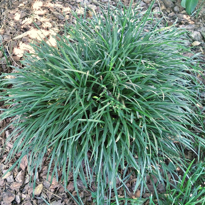 How to Keep Monkey Grass from Spreading