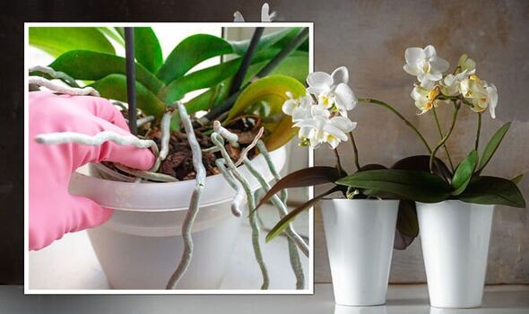 How to Keep Orchids Warm in Winter