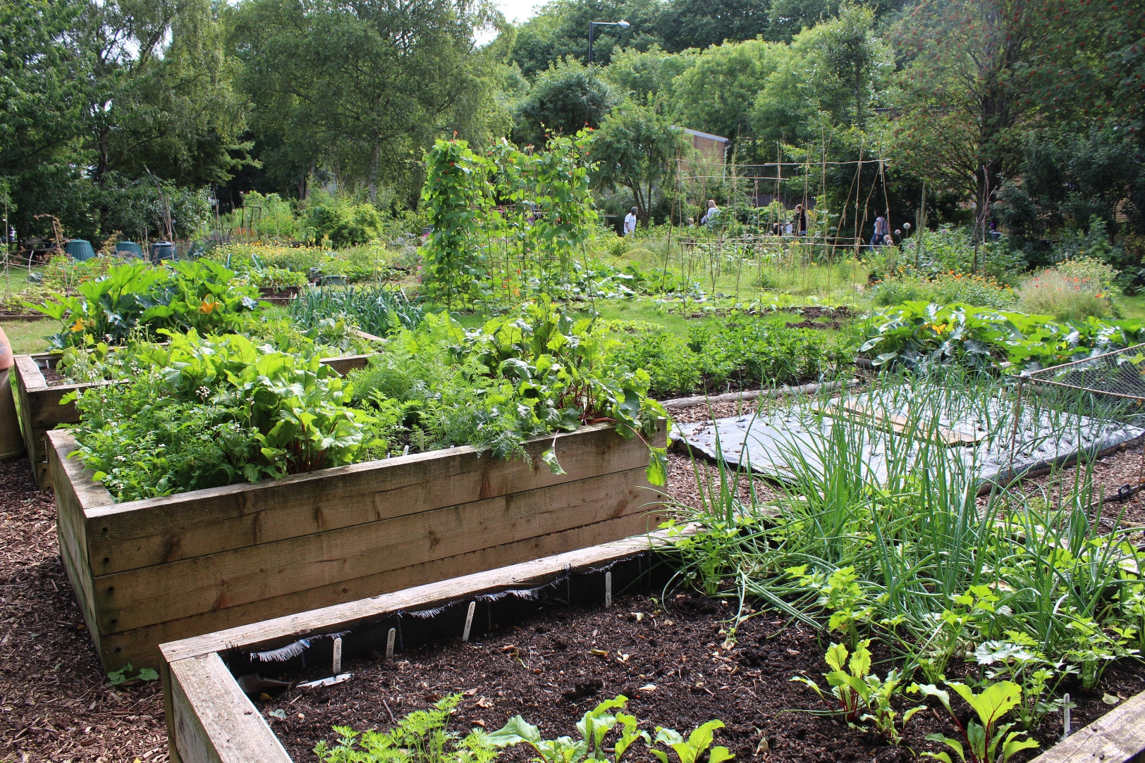 How to Keep Raised Beds from Drying Out